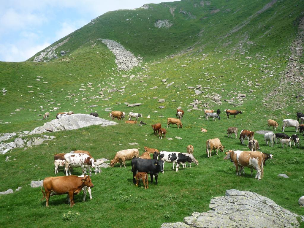 B&B Alpe Veglia Varzo Bagian luar foto