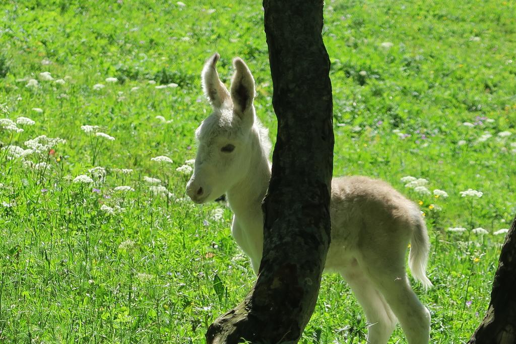B&B Alpe Veglia Varzo Bagian luar foto