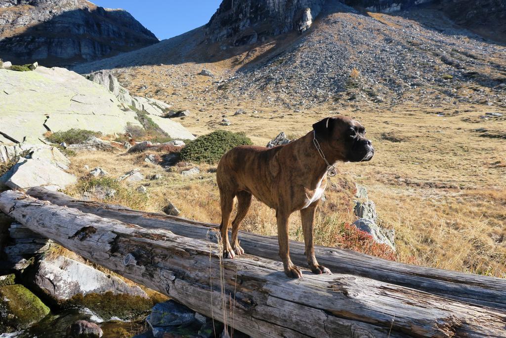 B&B Alpe Veglia Varzo Bagian luar foto